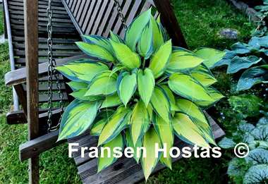 Hosta June